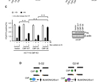 好色tv
许兴智教授团队在Nucleic Acids Research期刊揭示DNA修复的新调控机制