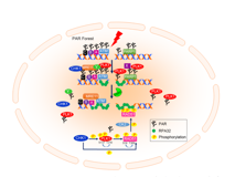 好色tv
许兴智教授团队在Nucleic Acids Research发文揭示有丝分裂核心激酶PLK1活性的新调控机制