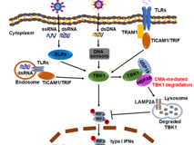 好色tv
陈玮琳特聘教授团队在《Autophagy》发表研究论文