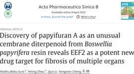 程永现团队发表APSB：纸皮乳香树中分离的一种西松烷型二萜papyifuran A靶向EEF2治疗肾纤维化